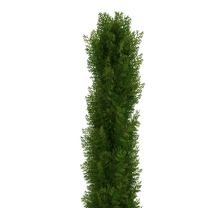 Cypress Tree 3 3D model