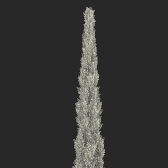 Cypress Tree 3 3D model