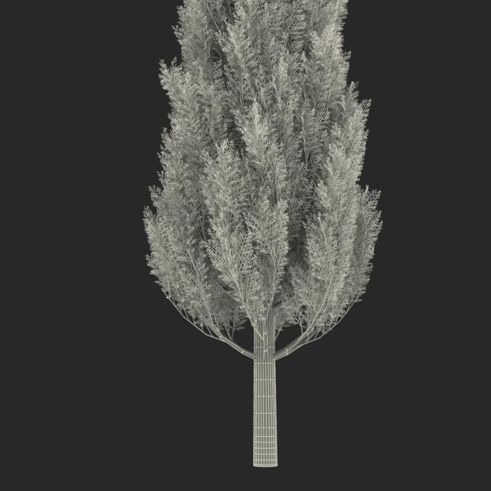 Cypress Tree 3 3D model