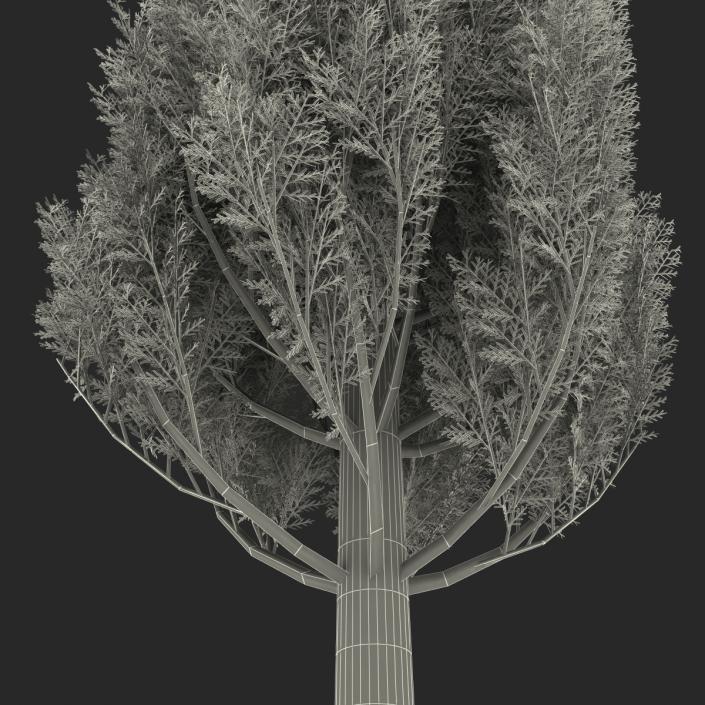 Cypress Tree 3 3D model