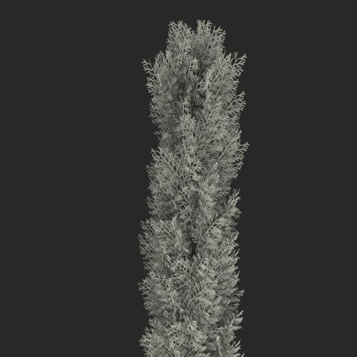 Cypress Tree 3 3D model