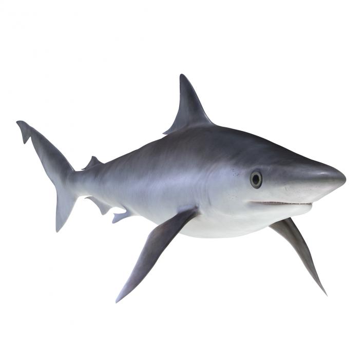 3D model Milk Shark