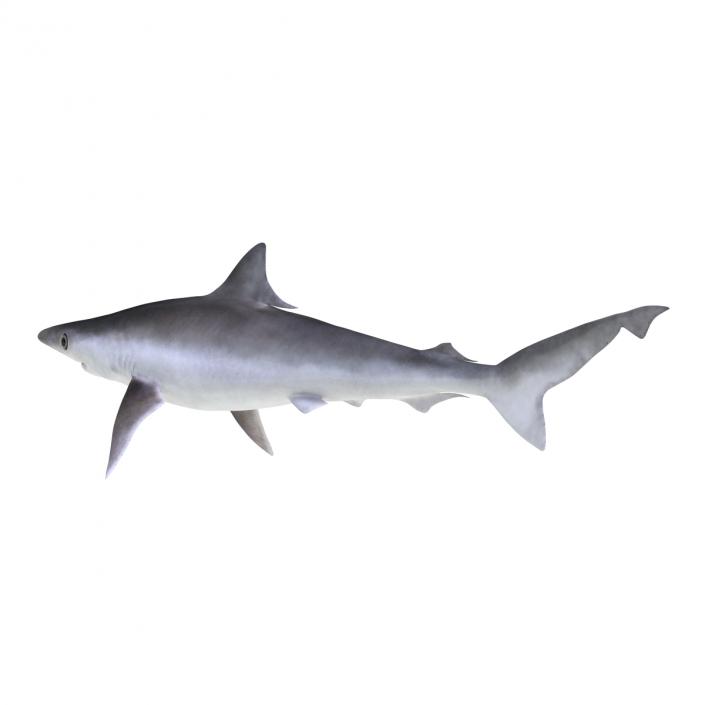 3D model Milk Shark