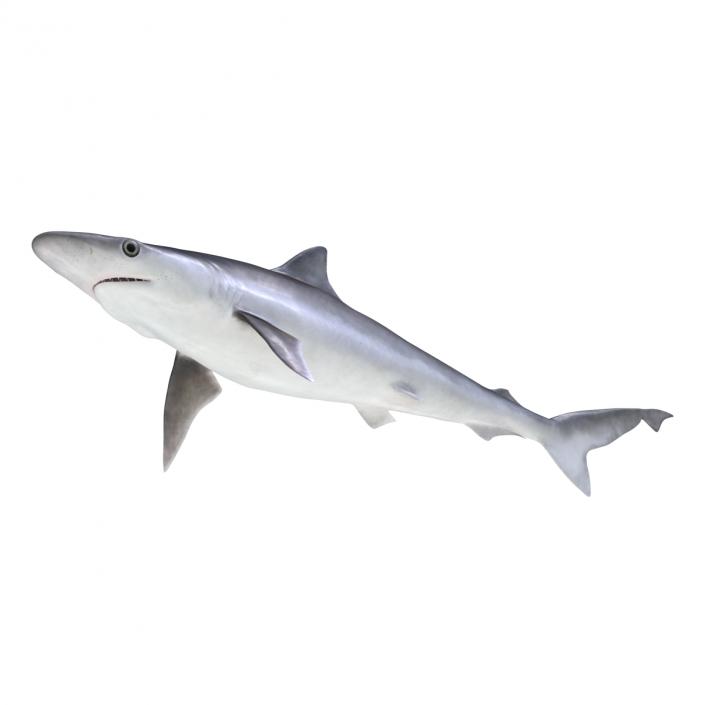 3D model Milk Shark