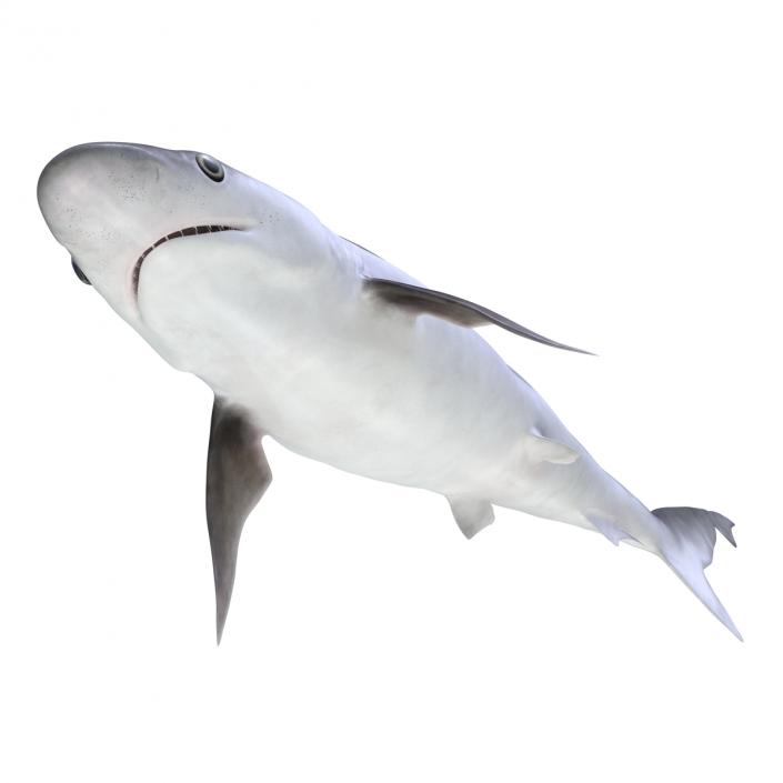 3D model Milk Shark