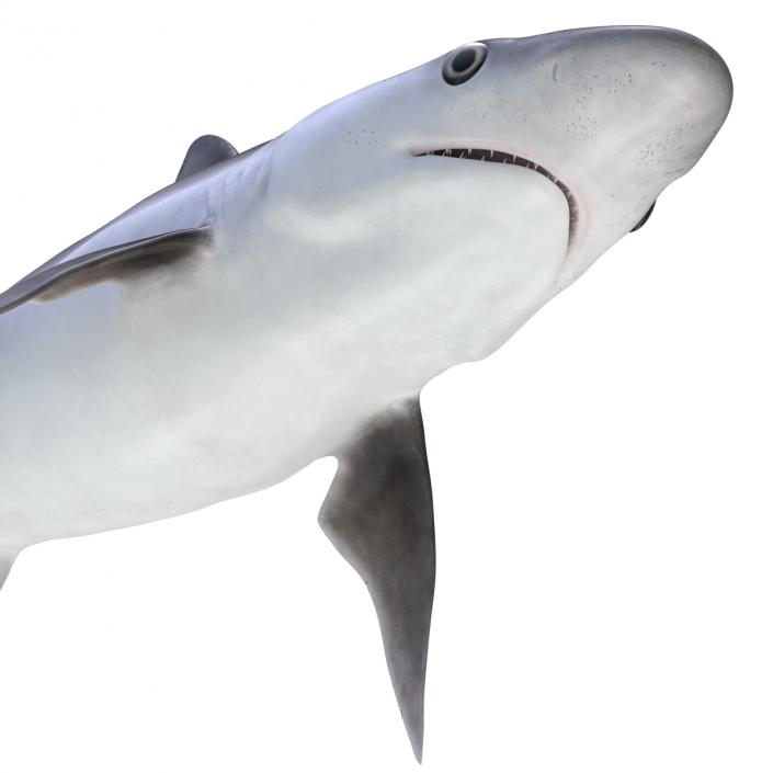 3D model Milk Shark