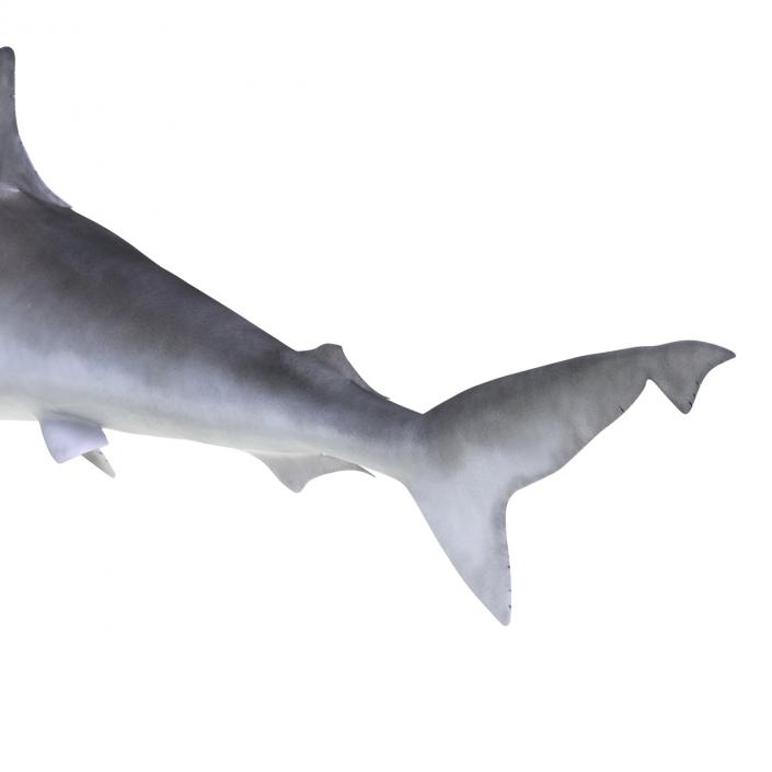 3D model Milk Shark