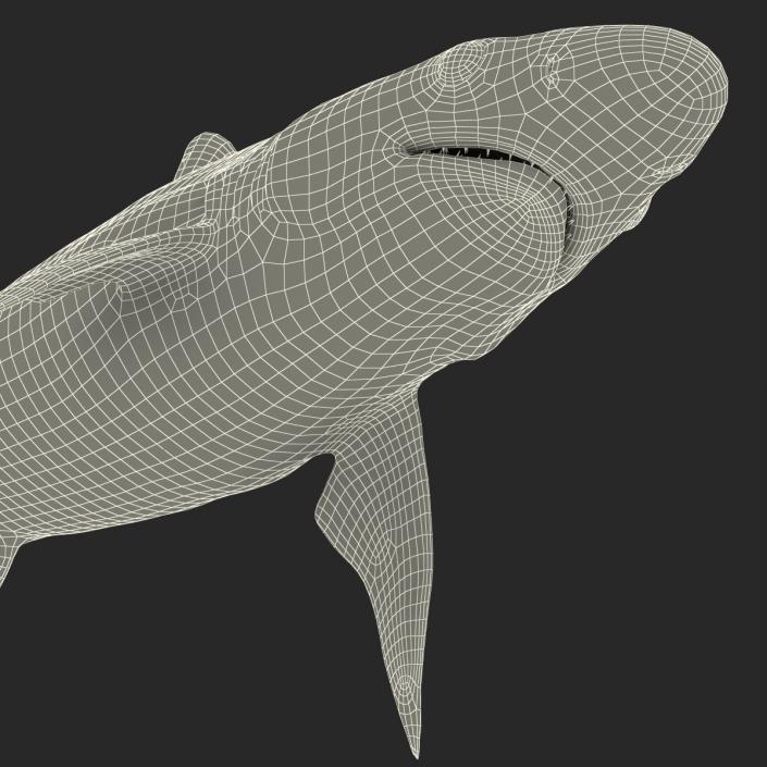 3D model Milk Shark