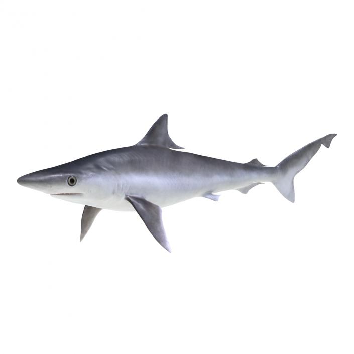 Milk Shark Rigged 3D