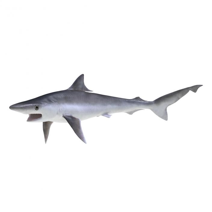 Milk Shark Rigged 3D