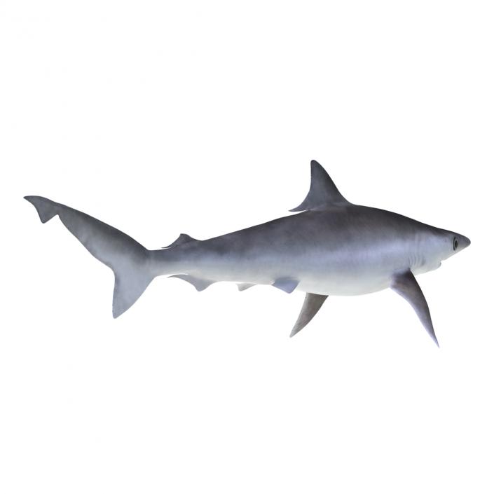 Milk Shark Rigged 3D