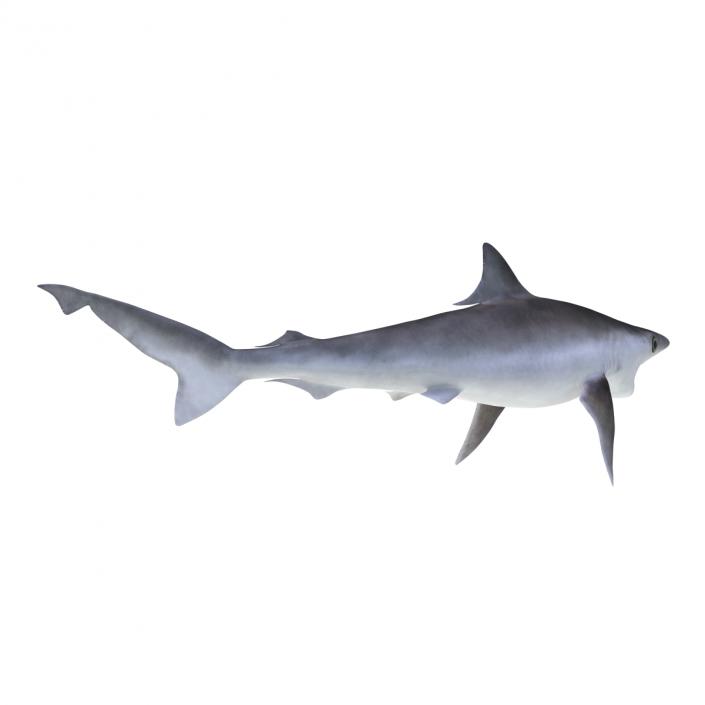 Milk Shark Rigged 3D