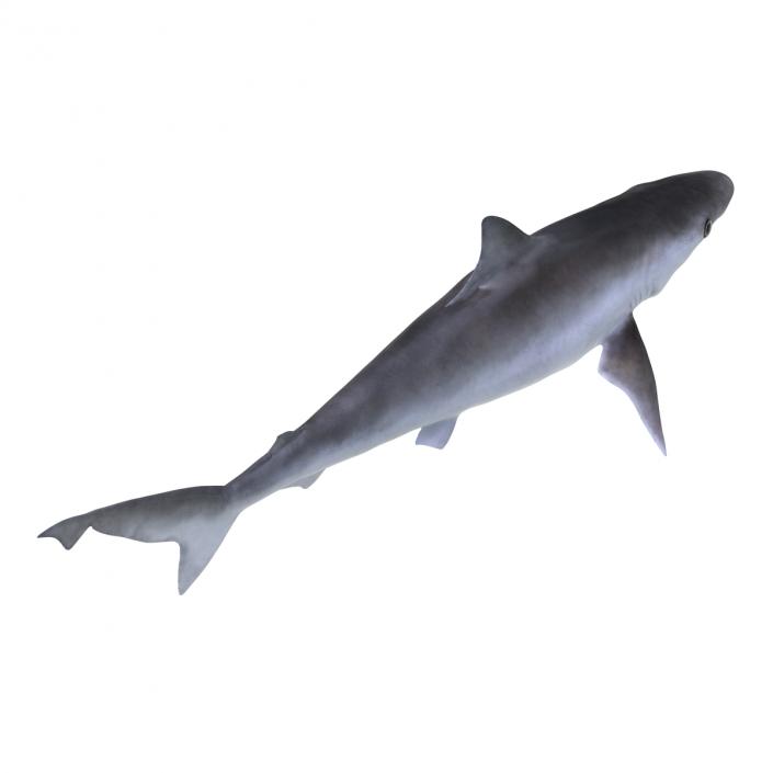 Milk Shark Rigged 3D