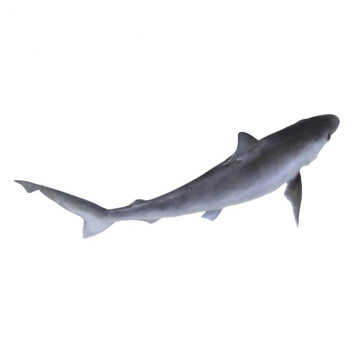 Milk Shark Rigged 3D