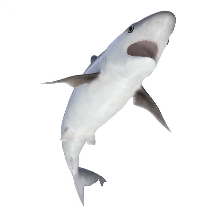 Milk Shark Rigged 3D