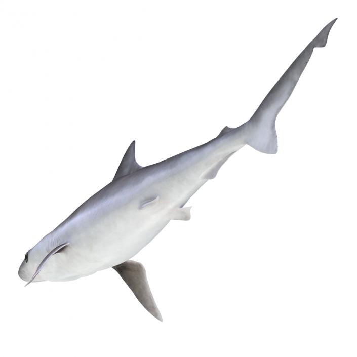 Milk Shark Rigged 3D