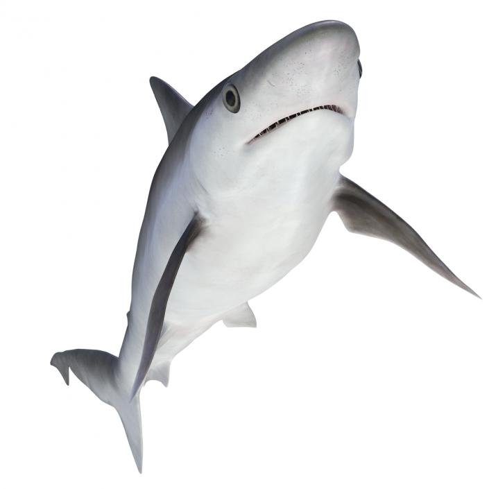 Milk Shark Rigged 3D