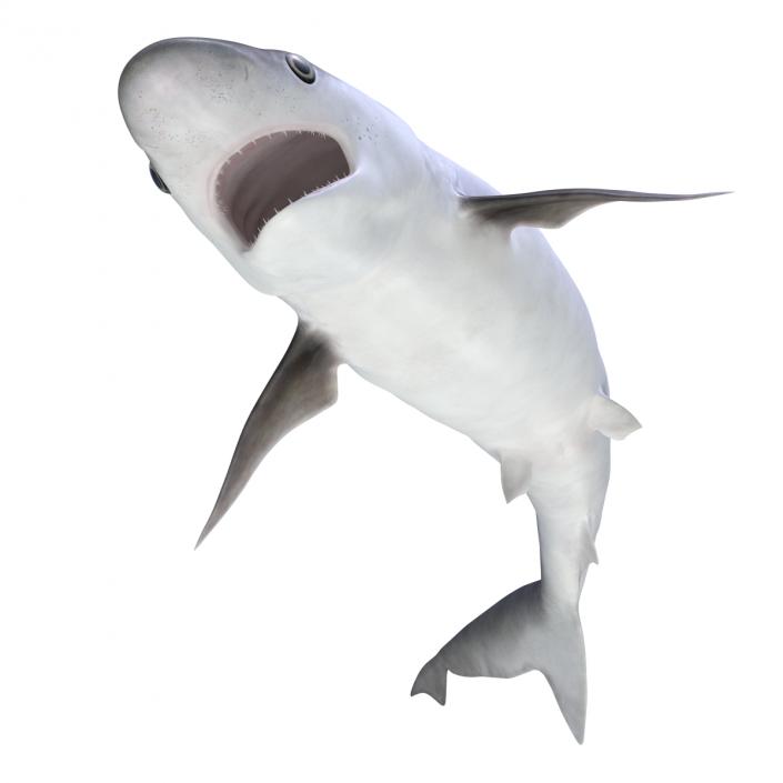 Milk Shark Rigged 3D