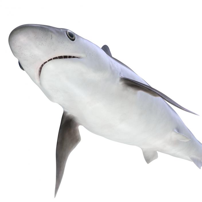 Milk Shark Rigged 3D