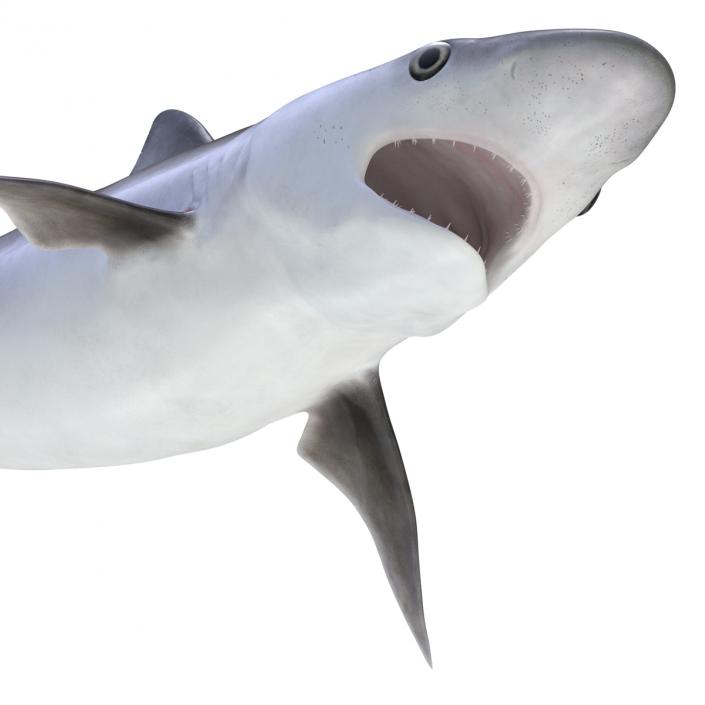 Milk Shark Rigged 3D