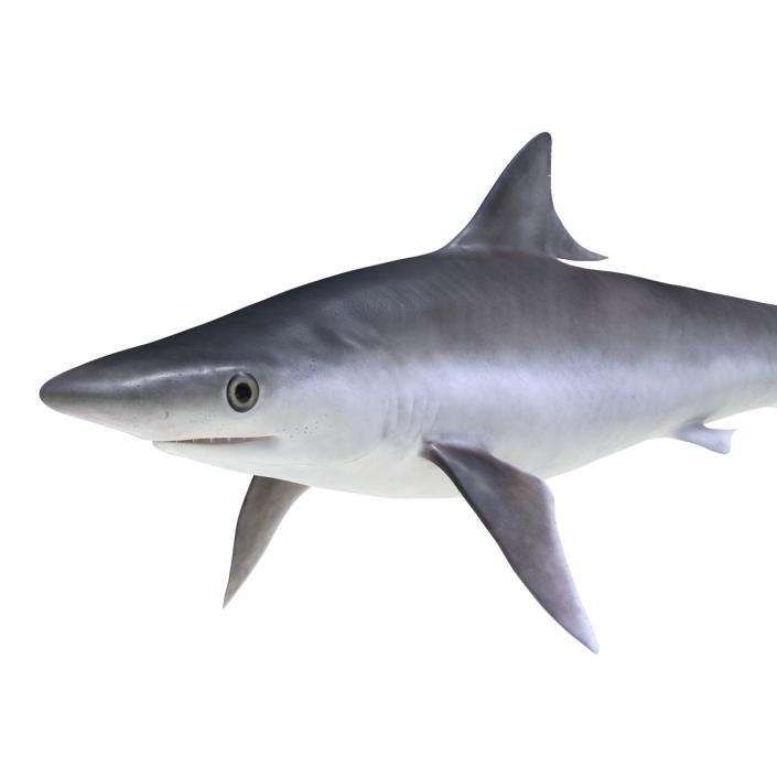 Milk Shark Rigged 3D