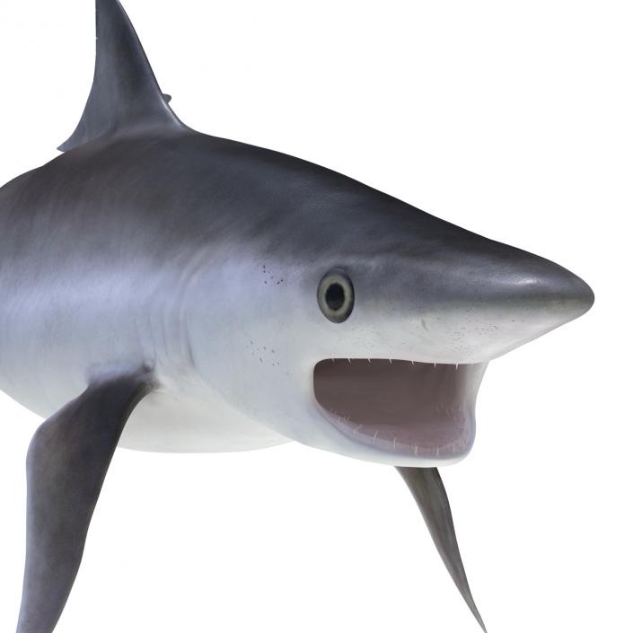 Milk Shark Rigged 3D