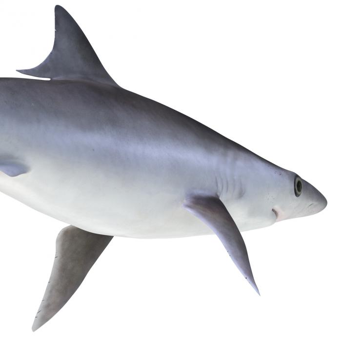 Milk Shark Rigged 3D