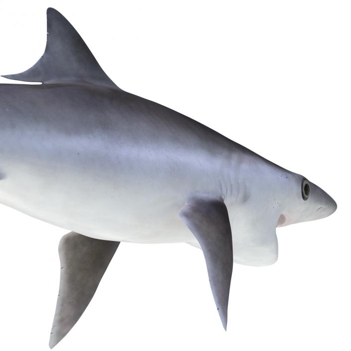 Milk Shark Rigged 3D