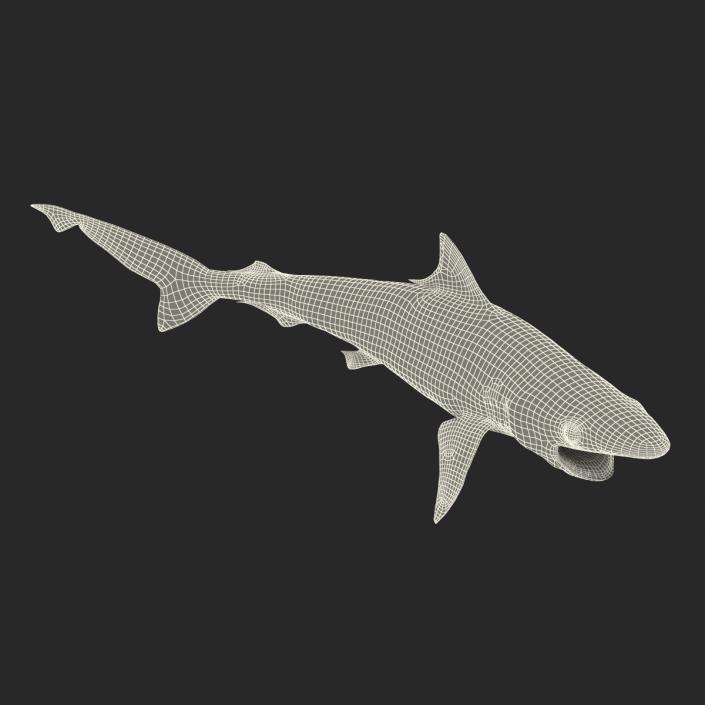 Milk Shark Rigged 3D