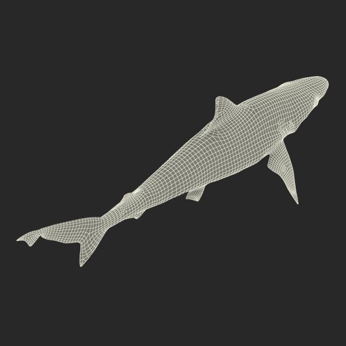 Milk Shark Rigged 3D