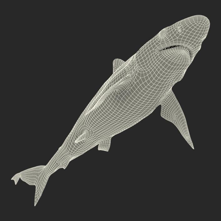 Milk Shark Rigged 3D