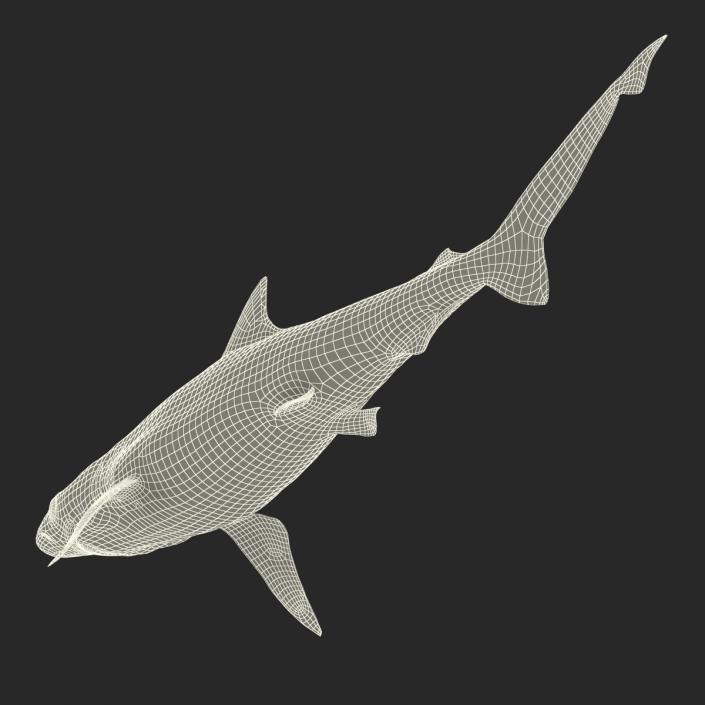 Milk Shark Rigged 3D