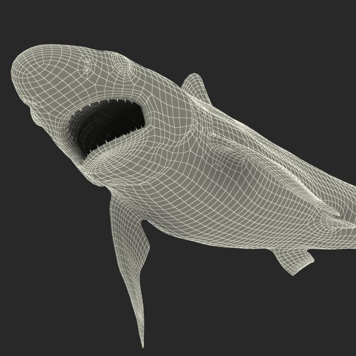 Milk Shark Rigged 3D