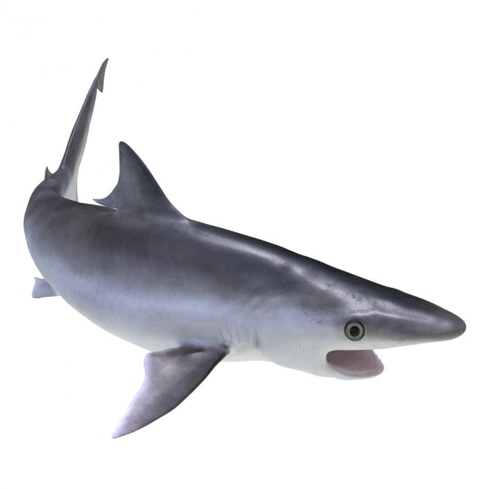 Milk Shark Pose 2 3D