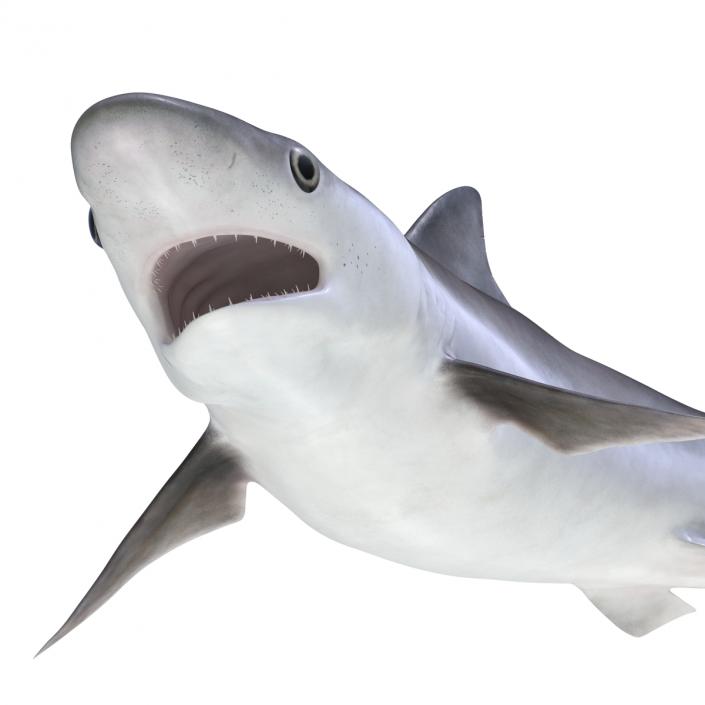 Milk Shark Pose 2 3D