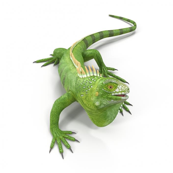 Green Iguana Rigged 3D model