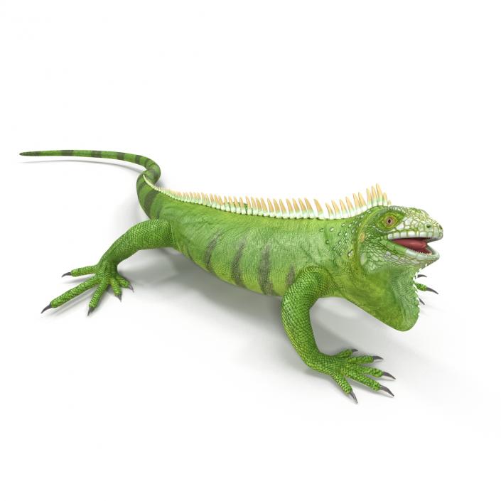 Green Iguana Rigged 3D model