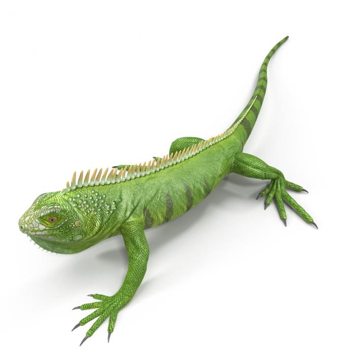 Green Iguana Rigged 3D model