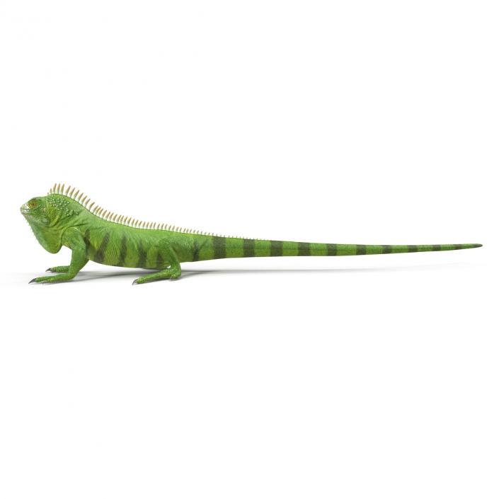 Green Iguana Rigged 3D model