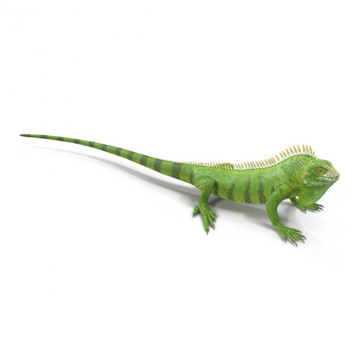 Green Iguana Rigged 3D model