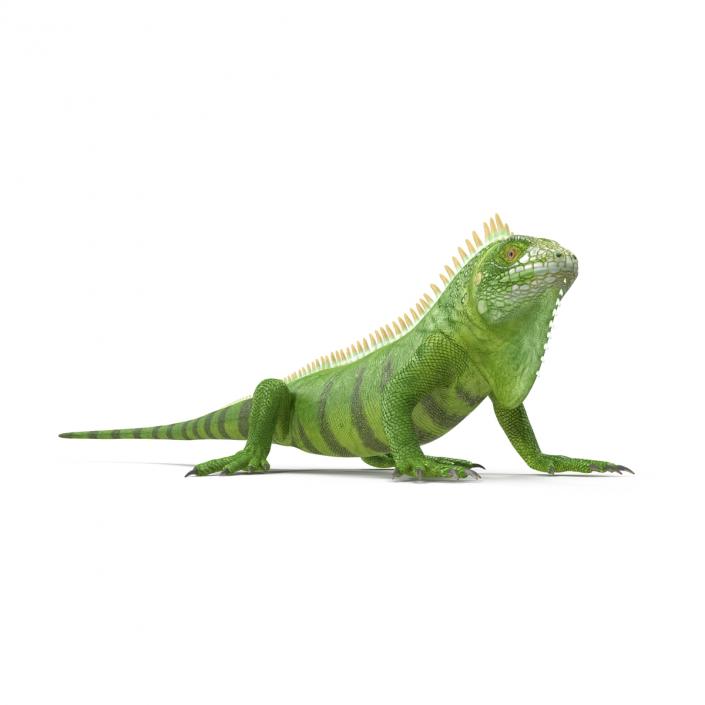 Green Iguana Rigged 3D model