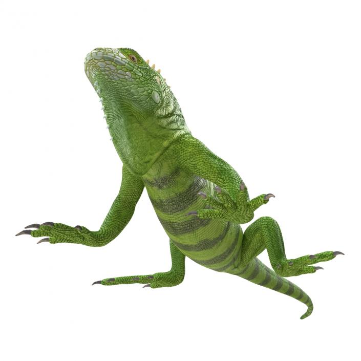 Green Iguana Rigged 3D model