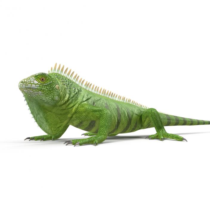 Green Iguana Rigged 3D model