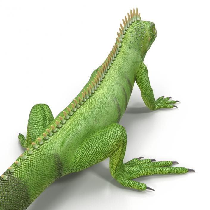 Green Iguana Rigged 3D model