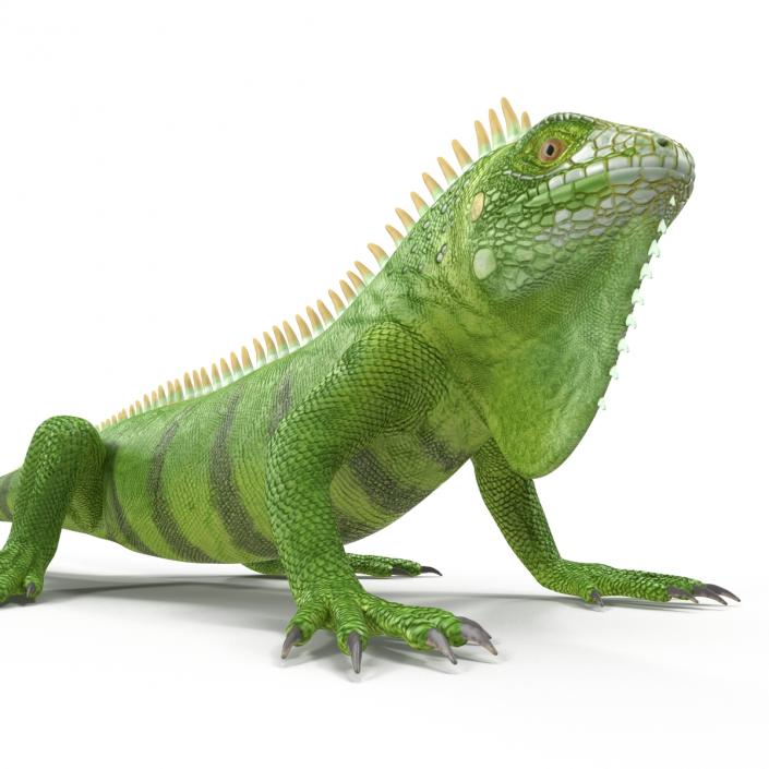 Green Iguana Rigged 3D model