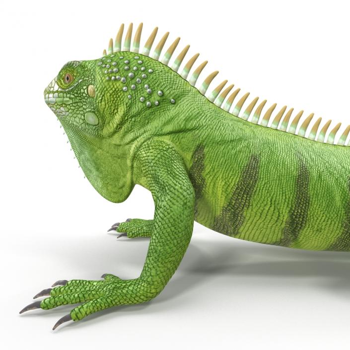 Green Iguana Rigged 3D model