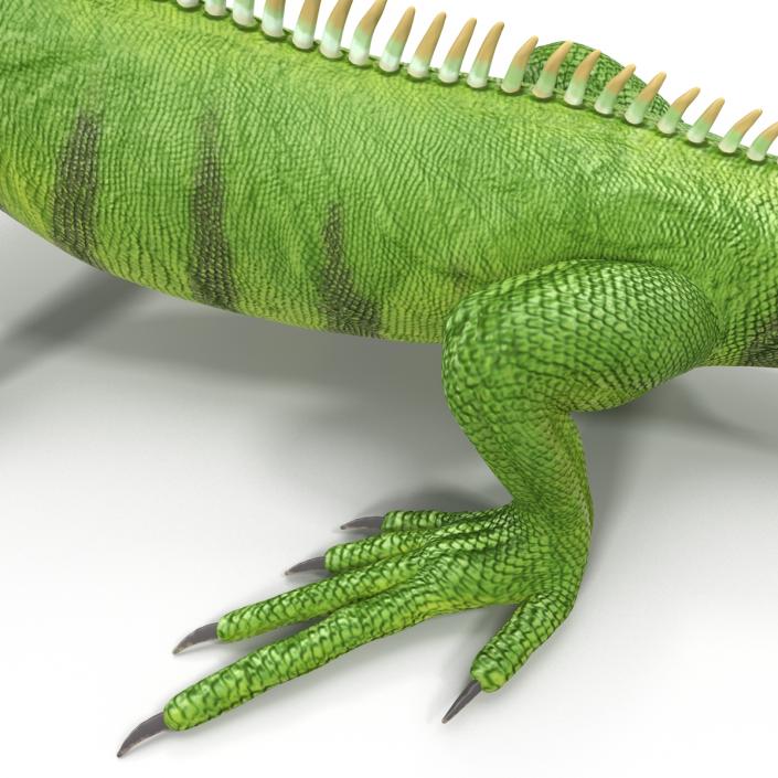 Green Iguana Rigged 3D model