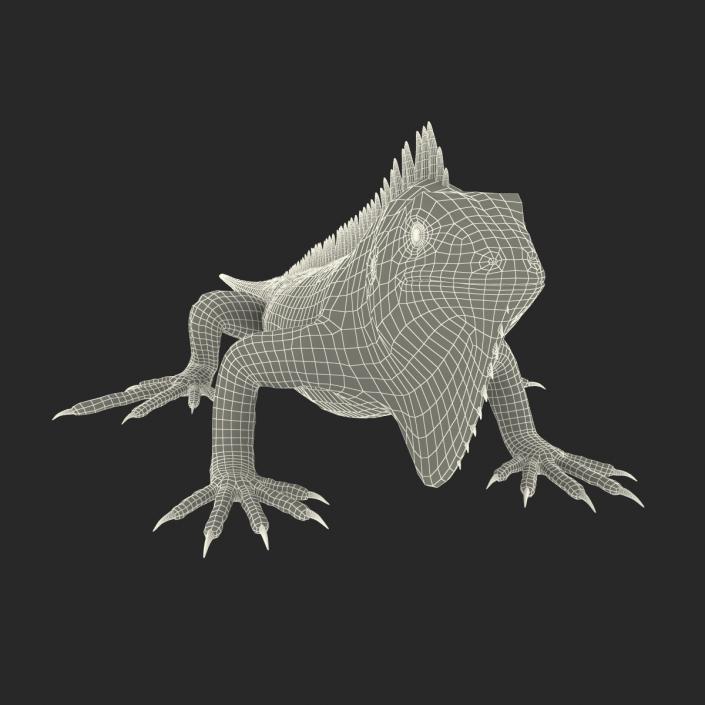 Green Iguana Rigged 3D model