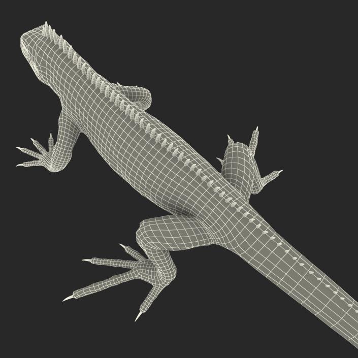 Green Iguana Rigged 3D model