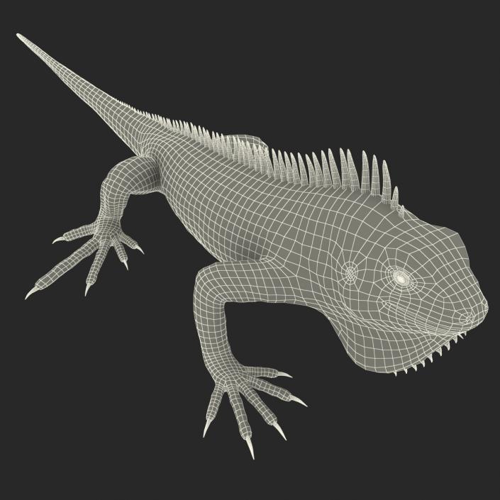 Green Iguana Rigged 3D model